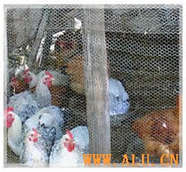 Poultry Wire Netting