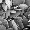 Flake graphite