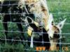 Knotted Wire Fence