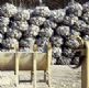 GABION SACKS